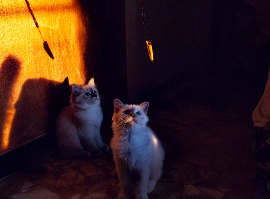 Cuccioli Sacri di Birmania cresciuti in famiglia ad Alessandria